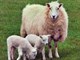 گوسفندی که گران‌تر از پورشه فروخته شد